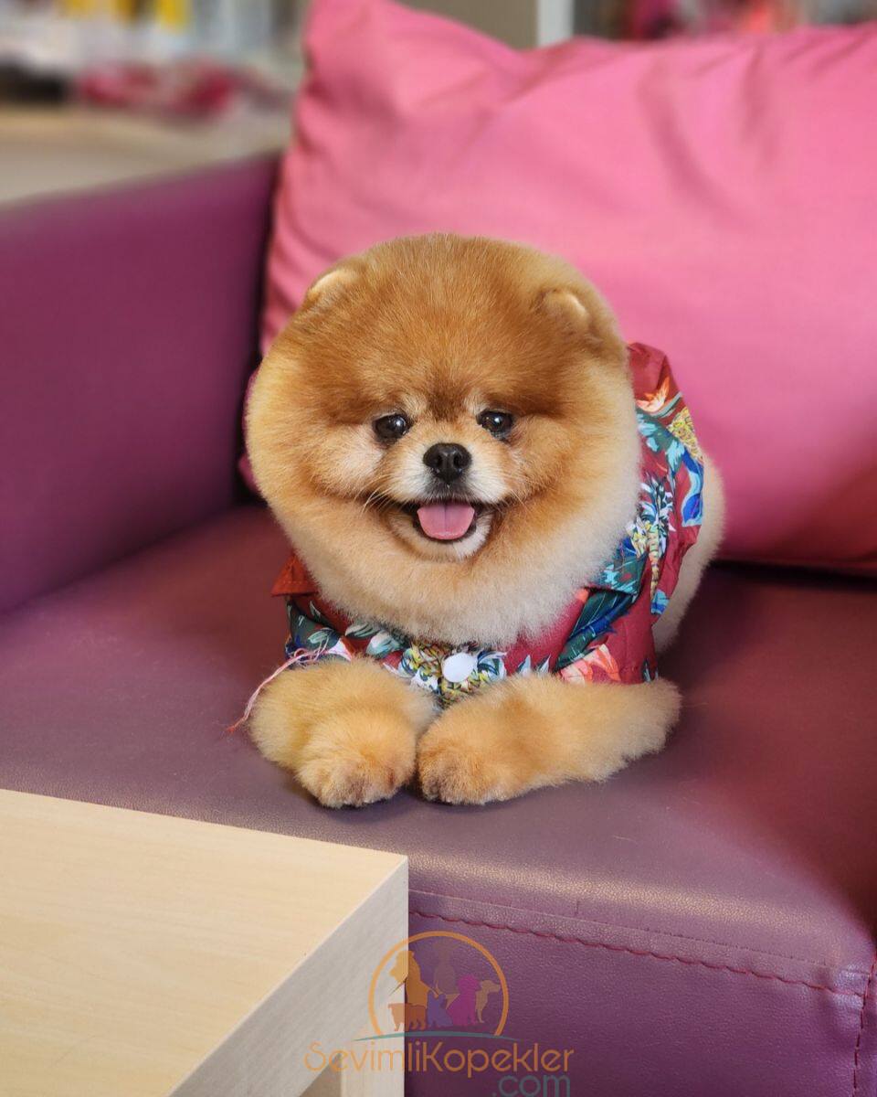 satılık Pomeranian dördüncü fotoğrafı