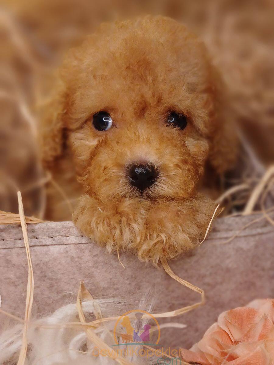 satılık Poodle Toy ikinci fotoğrafı