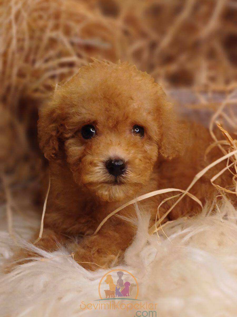 satılık Poodle Toy üçüncü fotoğrafı