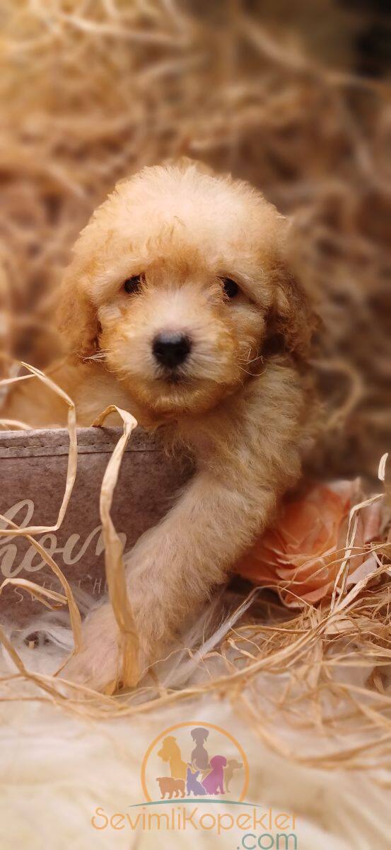 satılık Poodle Toy dördüncü fotoğrafı