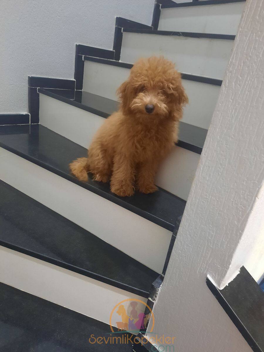 satılık Poodle Toy üçüncü fotoğrafı