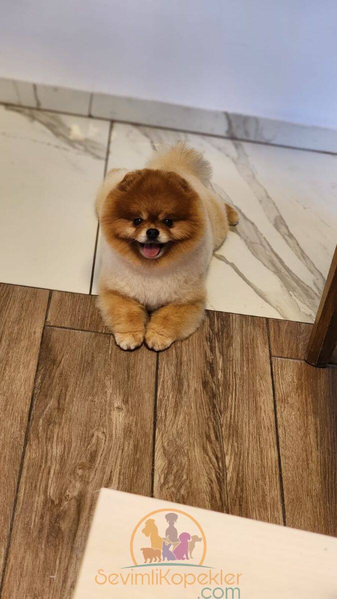 satılık Pomeranian fiyatı