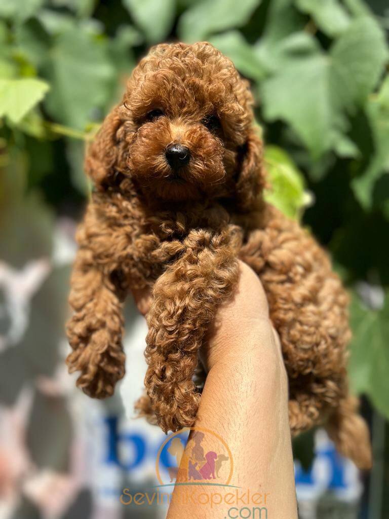 satılık Poodle Toy fiyatı