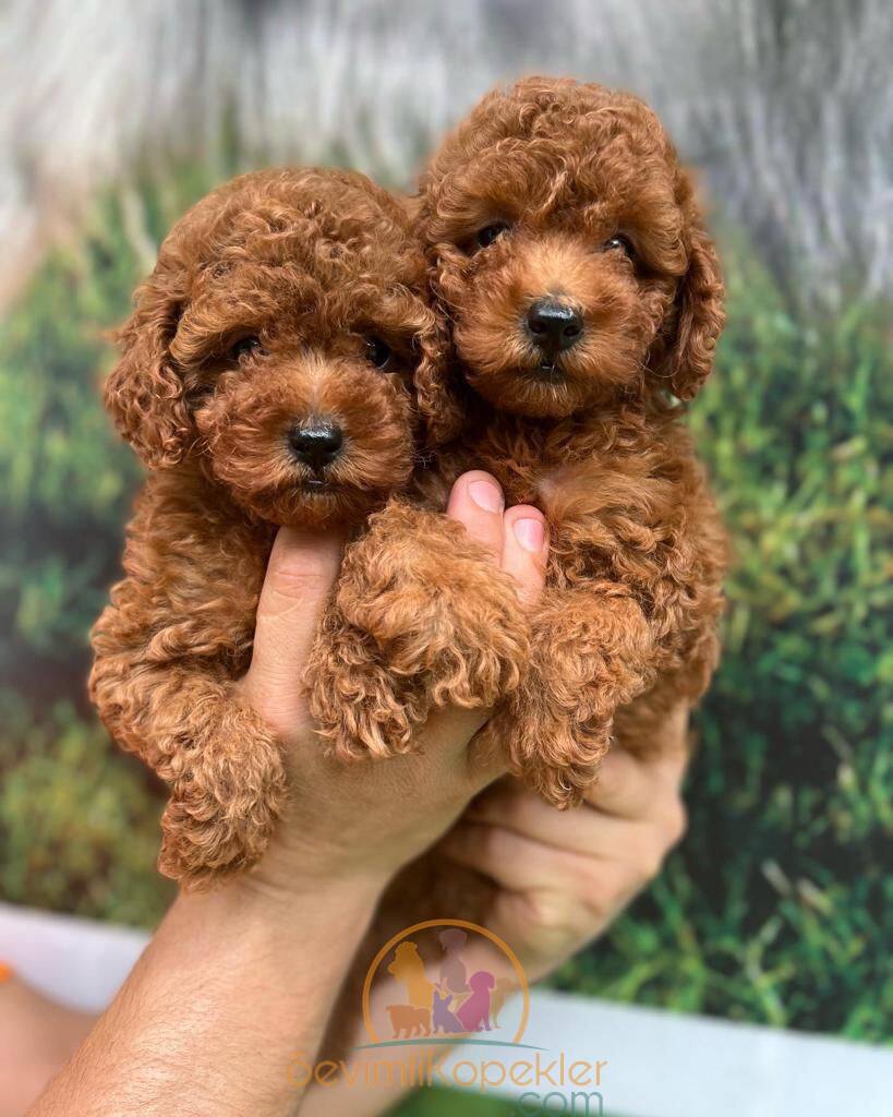 satılık Poodle Toy ikinci fotoğrafı