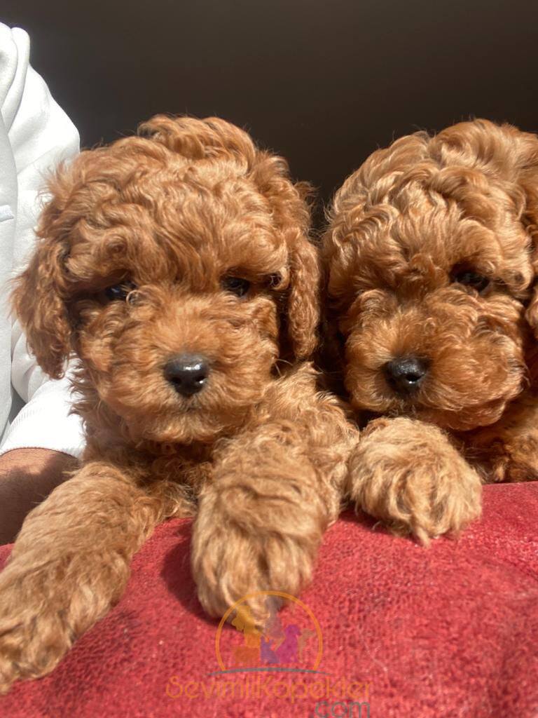 satılık Poodle Toy üçüncü fotoğrafı