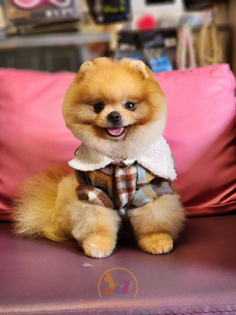 satılık Pomeranian fiyatı