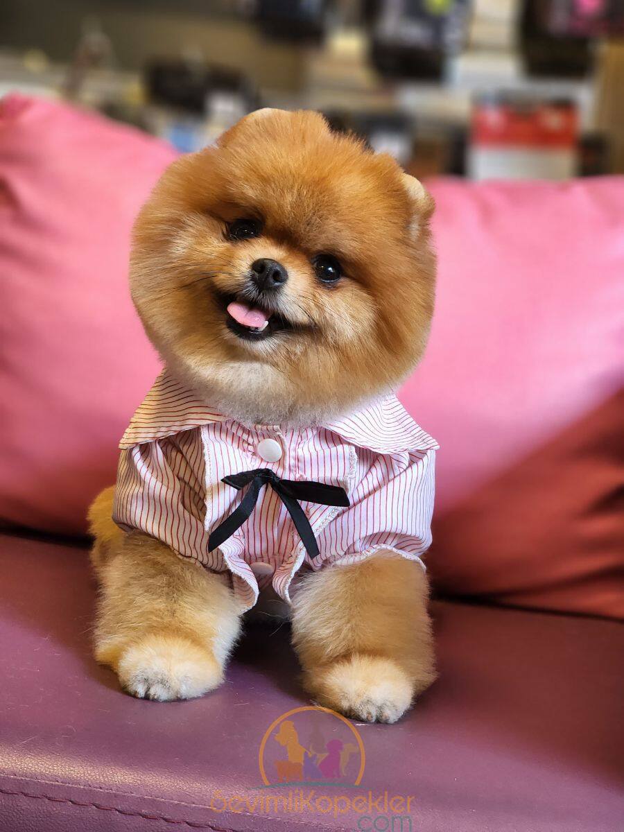 satılık Pomeranian ikinci fotoğrafı