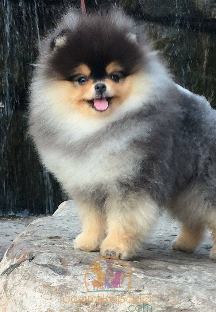 satılık Pomeranian üçüncü fotoğrafı