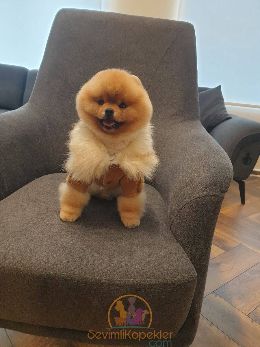 satılık Pomeranian fiyatı