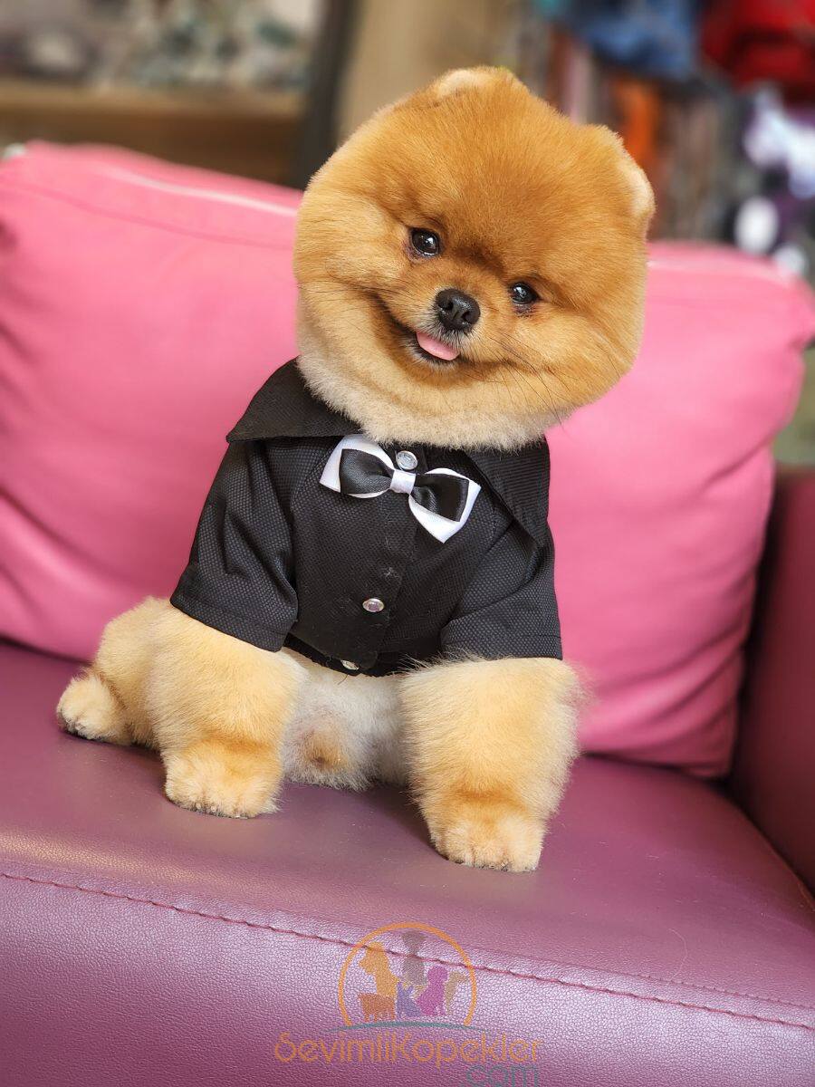 satılık Pomeranian ikinci fotoğrafı