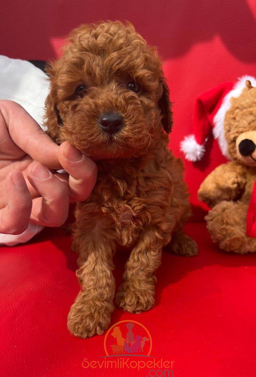 satılık Poodle Toy ikinci fotoğrafı