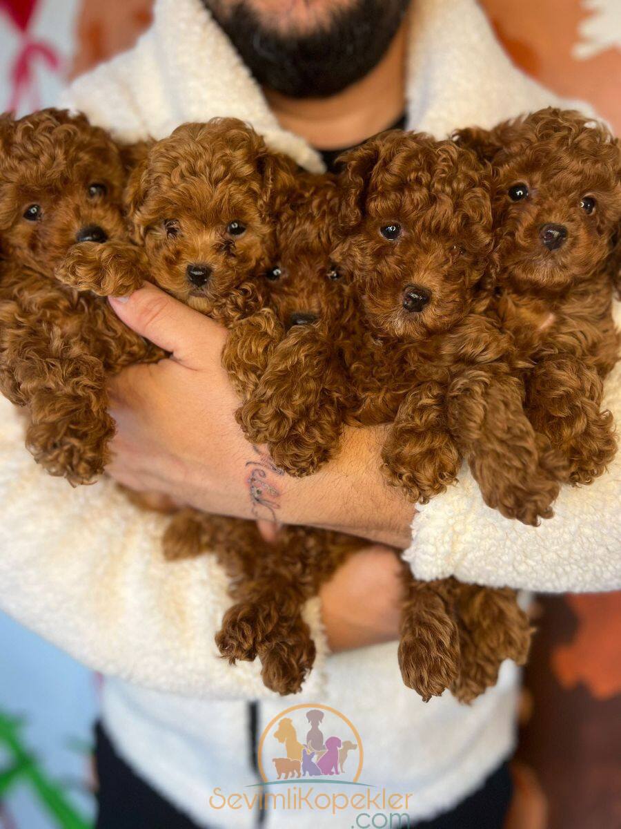 satılık Poodle Toy üçüncü fotoğrafı