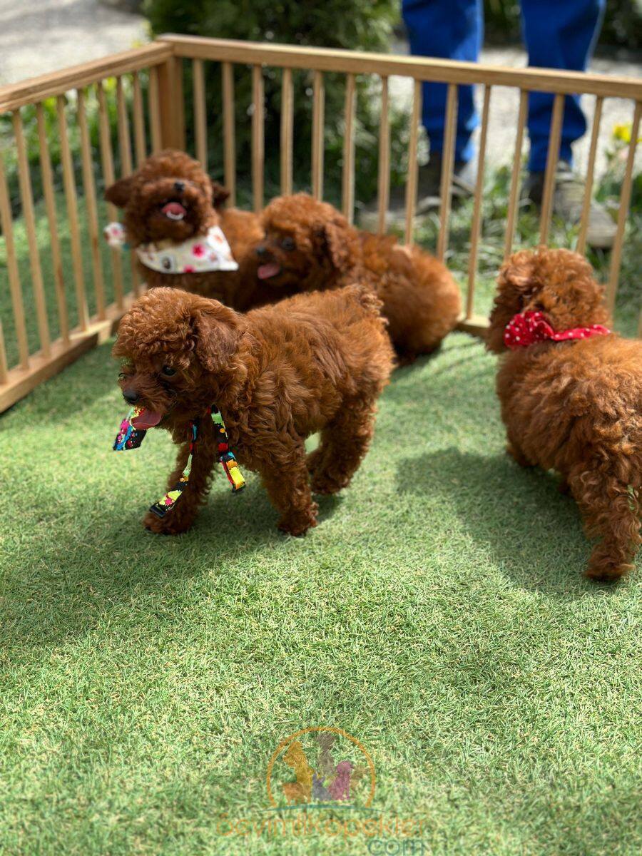 satılık Poodle Toy üçüncü fotoğrafı