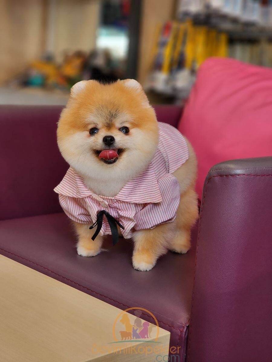 satılık Pomeranian ikinci fotoğrafı