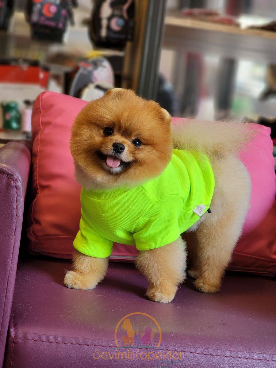 satılık Pomeranian üçüncü fotoğrafı