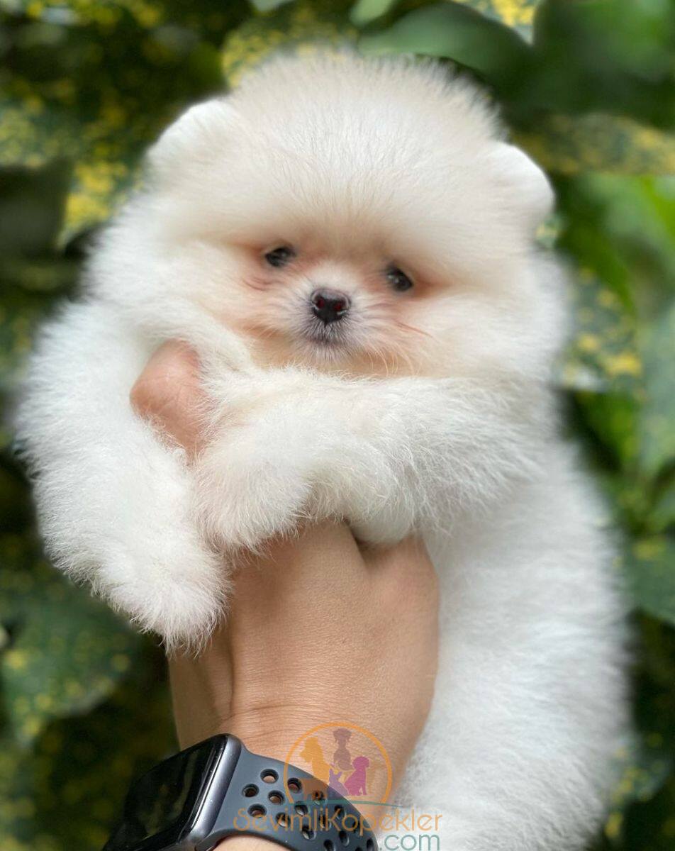 satılık Pomeranian ikinci fotoğrafı