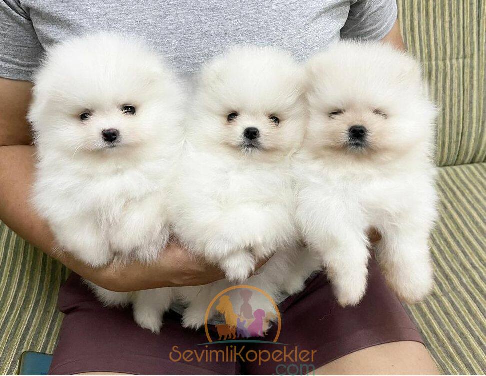 satılık Pomeranian üçüncü fotoğrafı