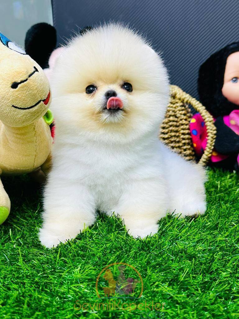 satılık Pomeranian ikinci fotoğrafı