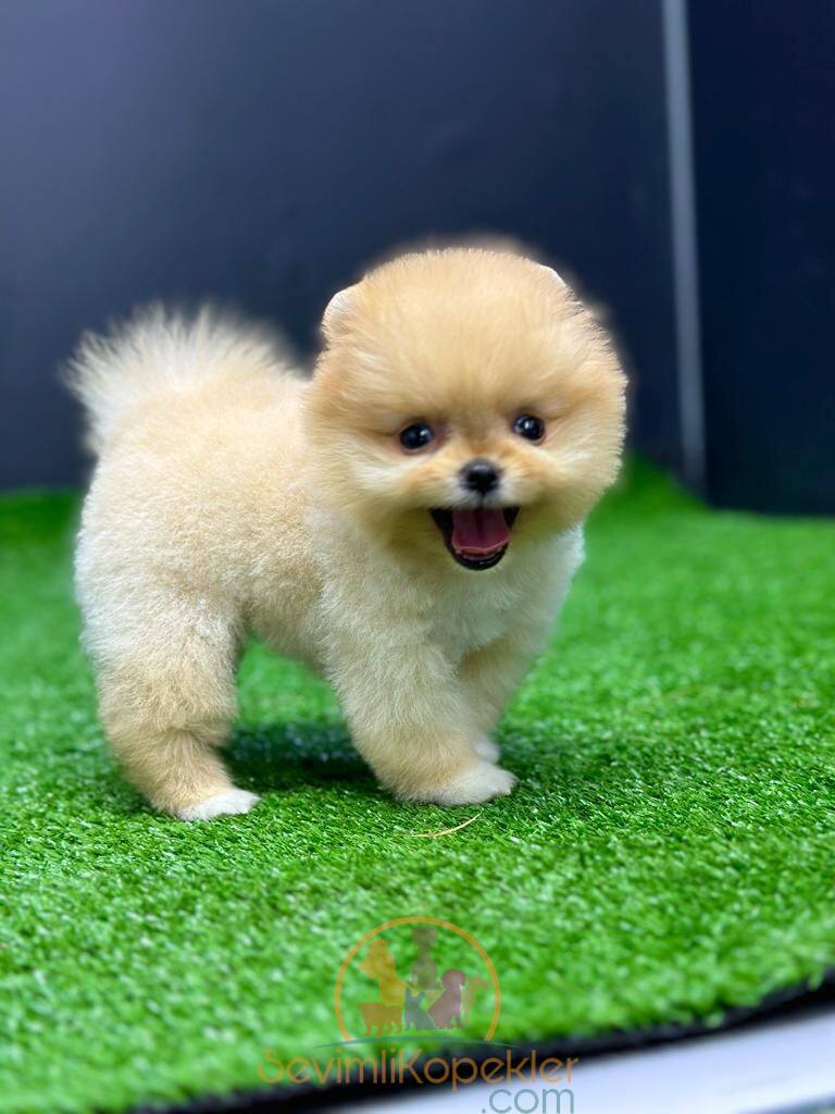 satılık Pomeranian ikinci fotoğrafı