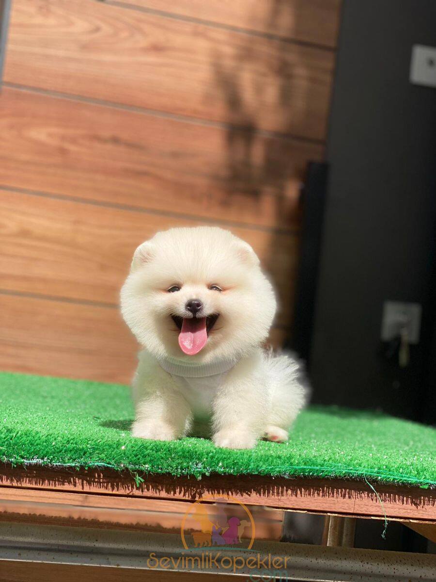 satılık Pomeranian üçüncü fotoğrafı