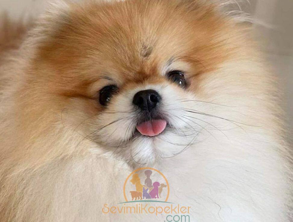 satılık Pomeranian ikinci fotoğrafı