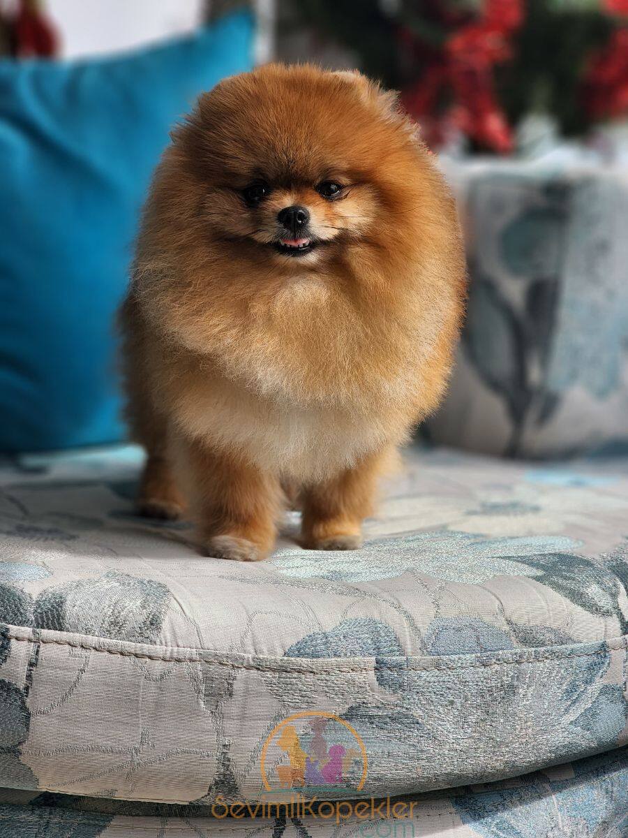 satılık Pomeranian üçüncü fotoğrafı