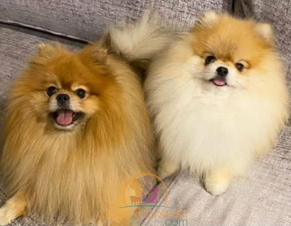 satılık Pomeranian ikinci fotoğrafı