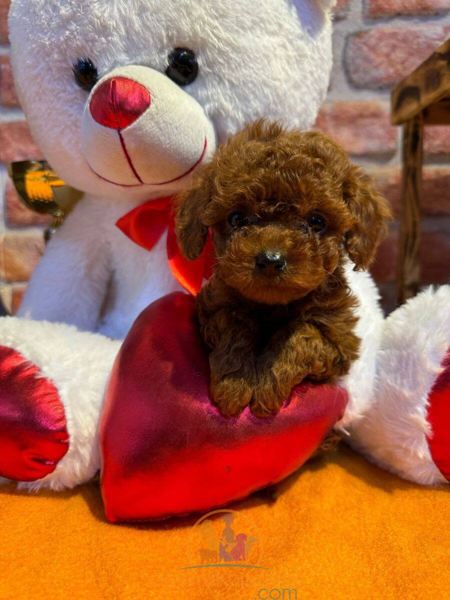 satılık Poodle Toy ikinci fotoğrafı