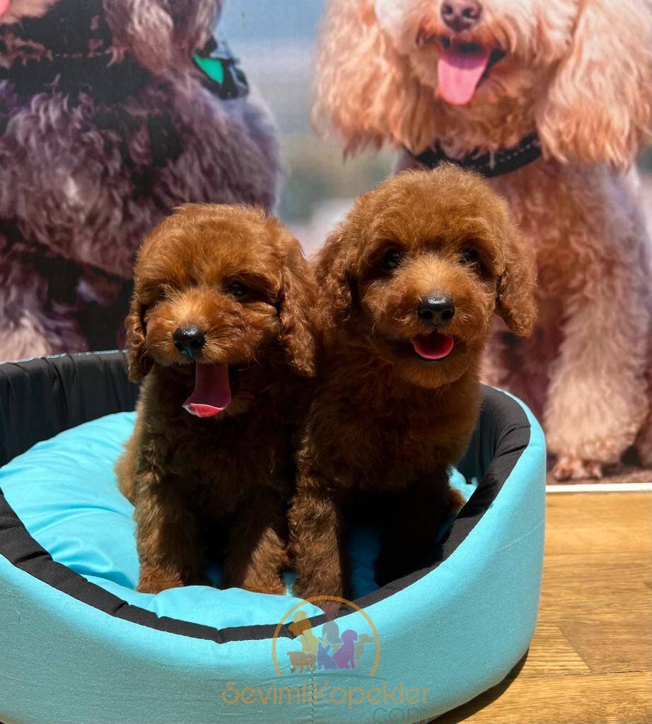 satılık Poodle Toy ikinci fotoğrafı