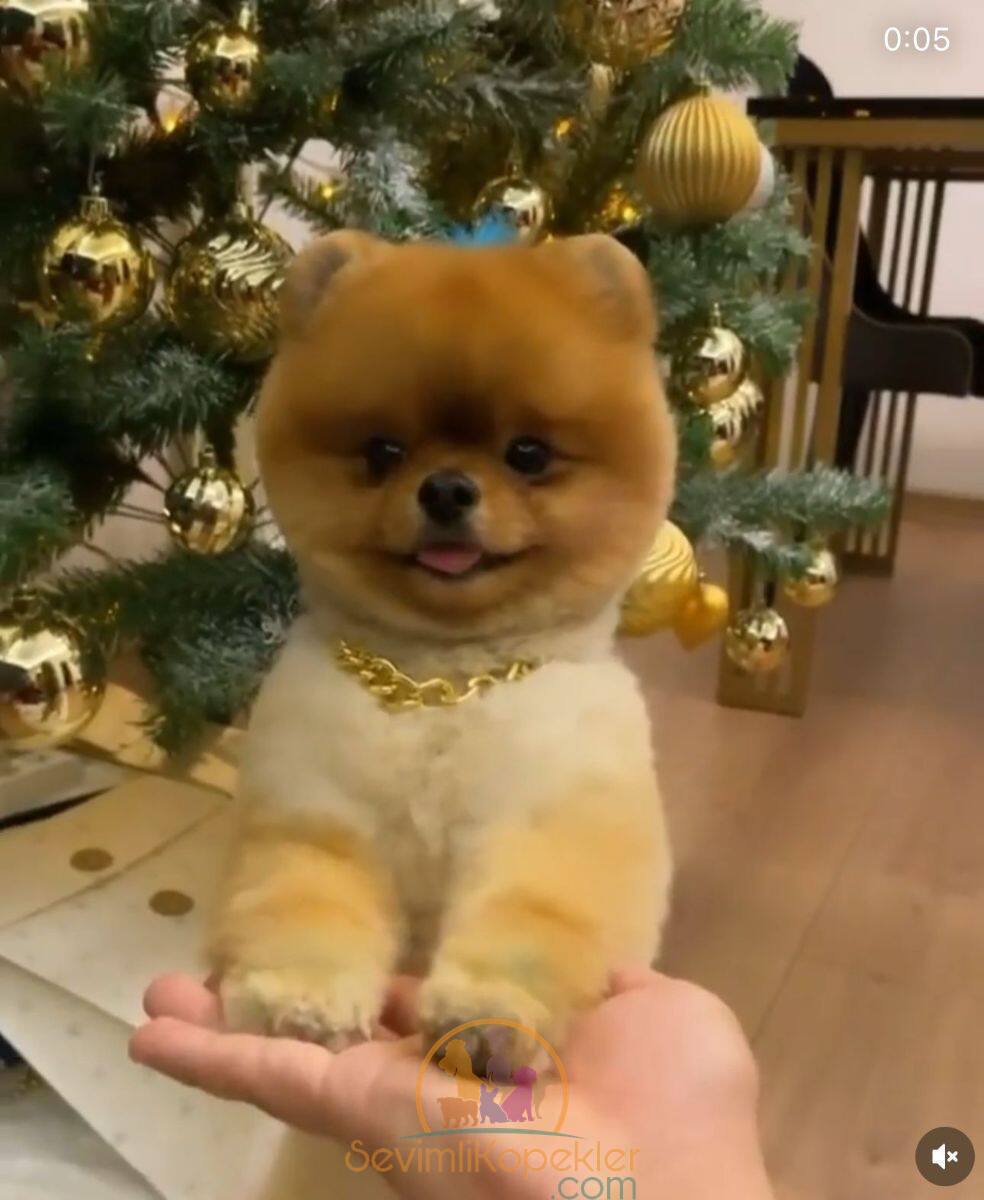 satılık Pomeranian üçüncü fotoğrafı