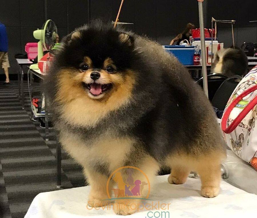 satılık Pomeranian ikinci fotoğrafı