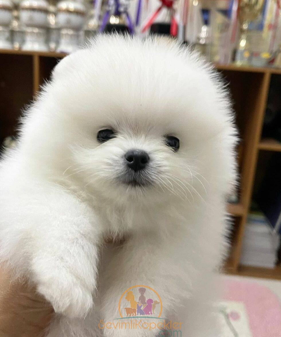 satılık Pomeranian üçüncü fotoğrafı