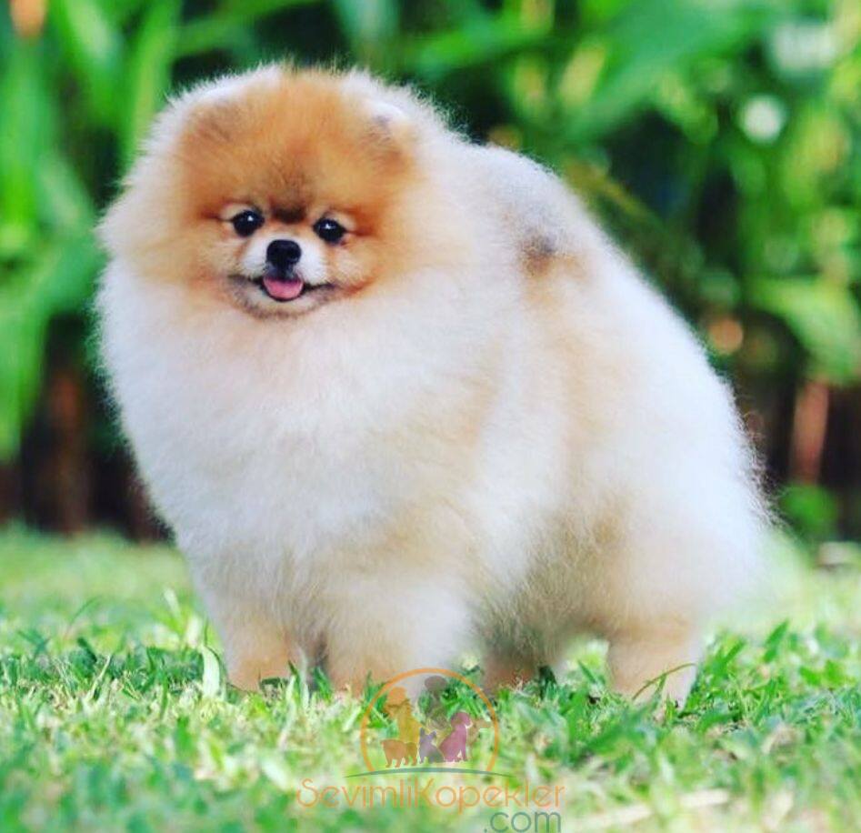 satılık Pomeranian üçüncü fotoğrafı