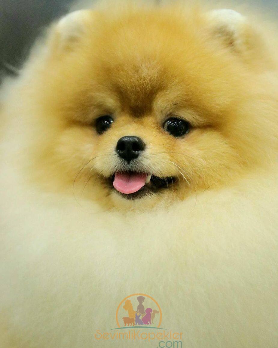 satılık Pomeranian üçüncü fotoğrafı