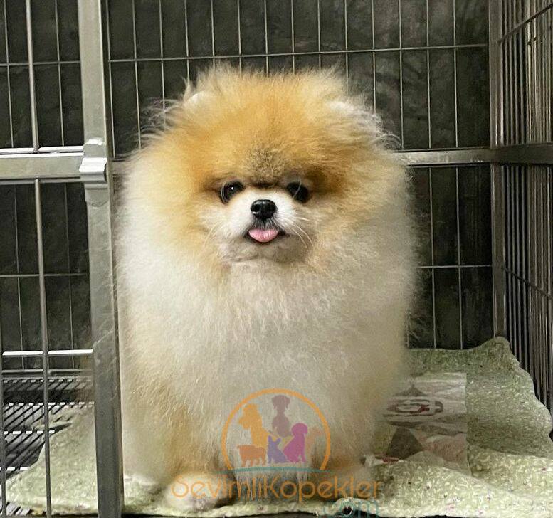 satılık Pomeranian ikinci fotoğrafı