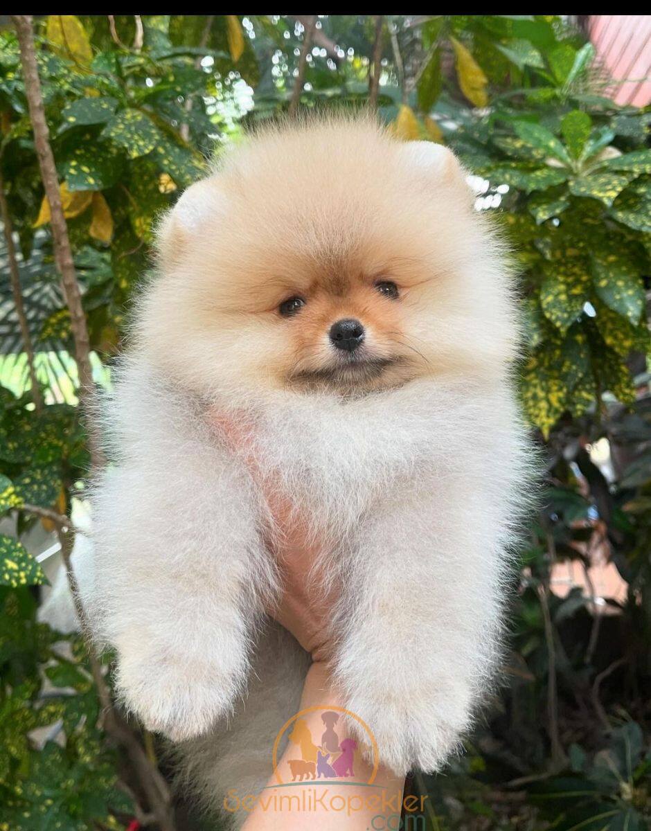 satılık Pomeranian ikinci fotoğrafı