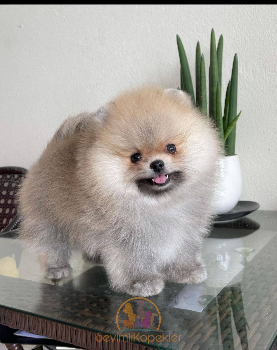 satılık Pomeranian üçüncü fotoğrafı