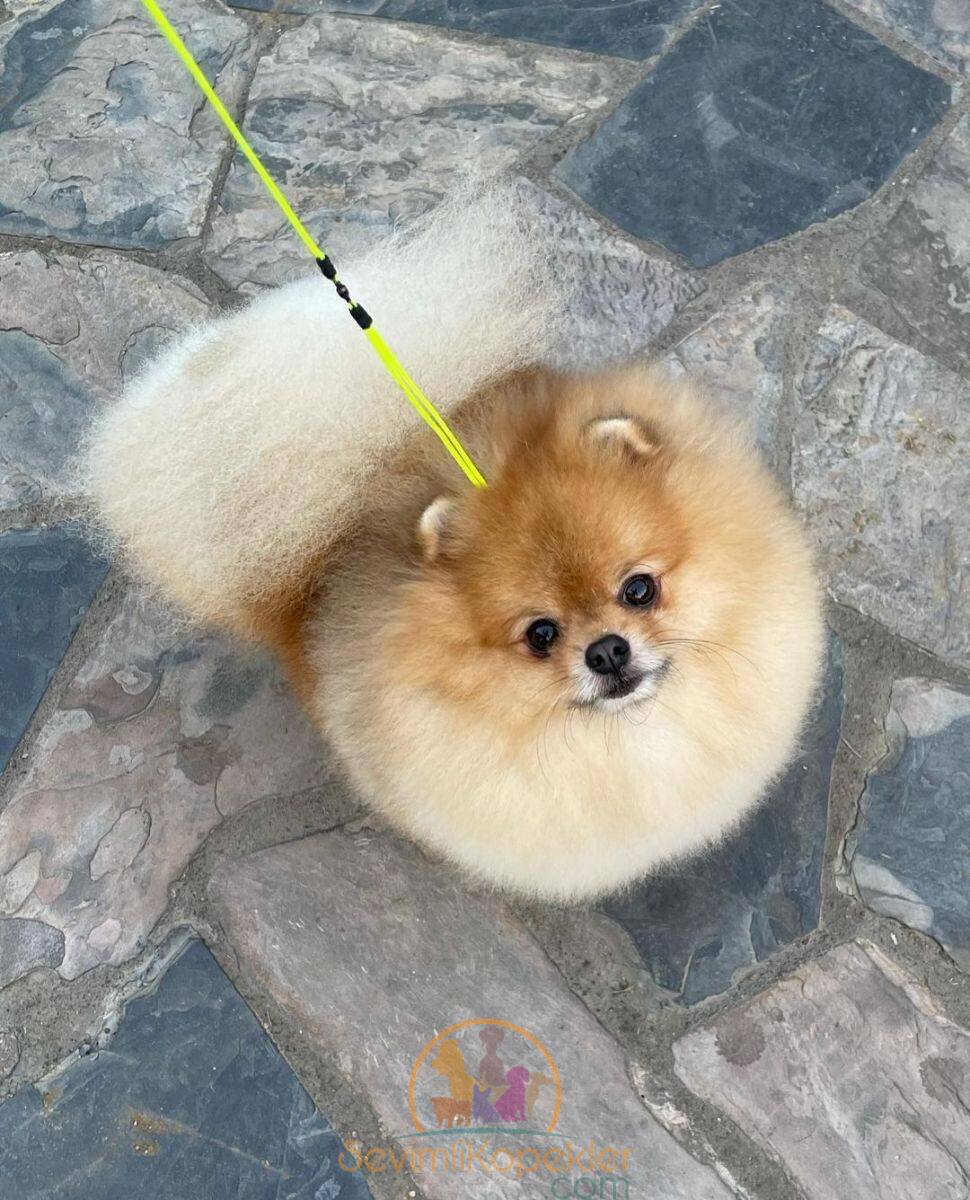 satılık Pomeranian ikinci fotoğrafı