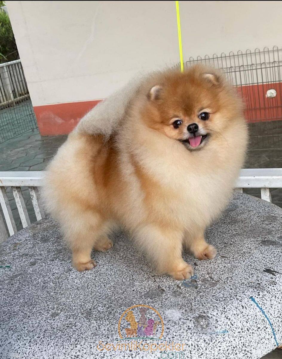 satılık Pomeranian üçüncü fotoğrafı