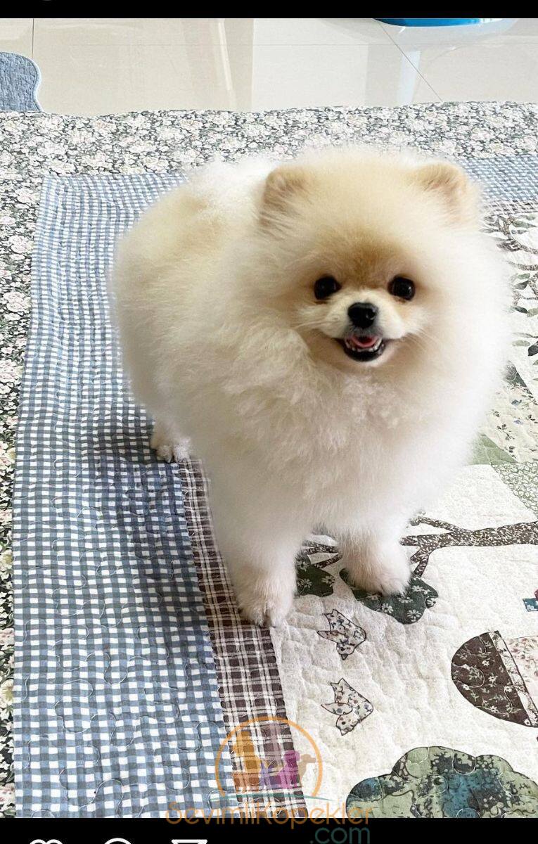 satılık Pomeranian üçüncü fotoğrafı