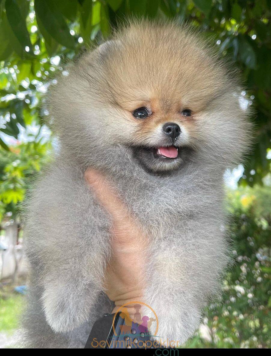 satılık Pomeranian üçüncü fotoğrafı