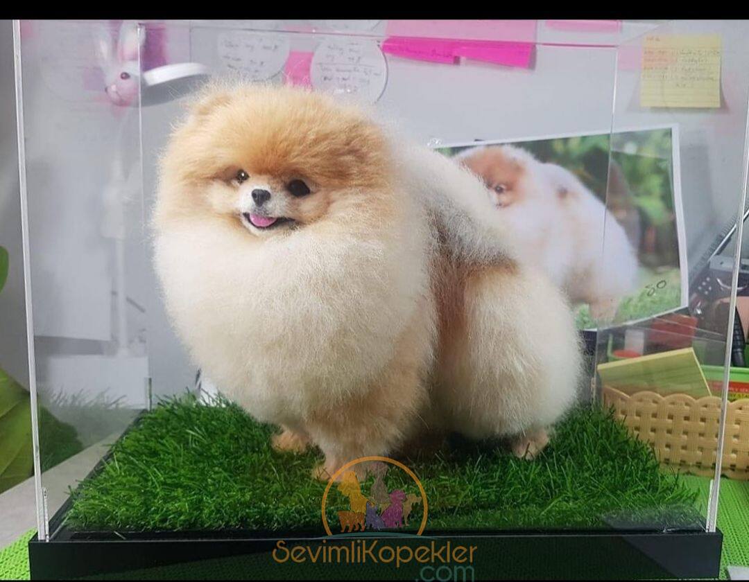 satılık Pomeranian üçüncü fotoğrafı