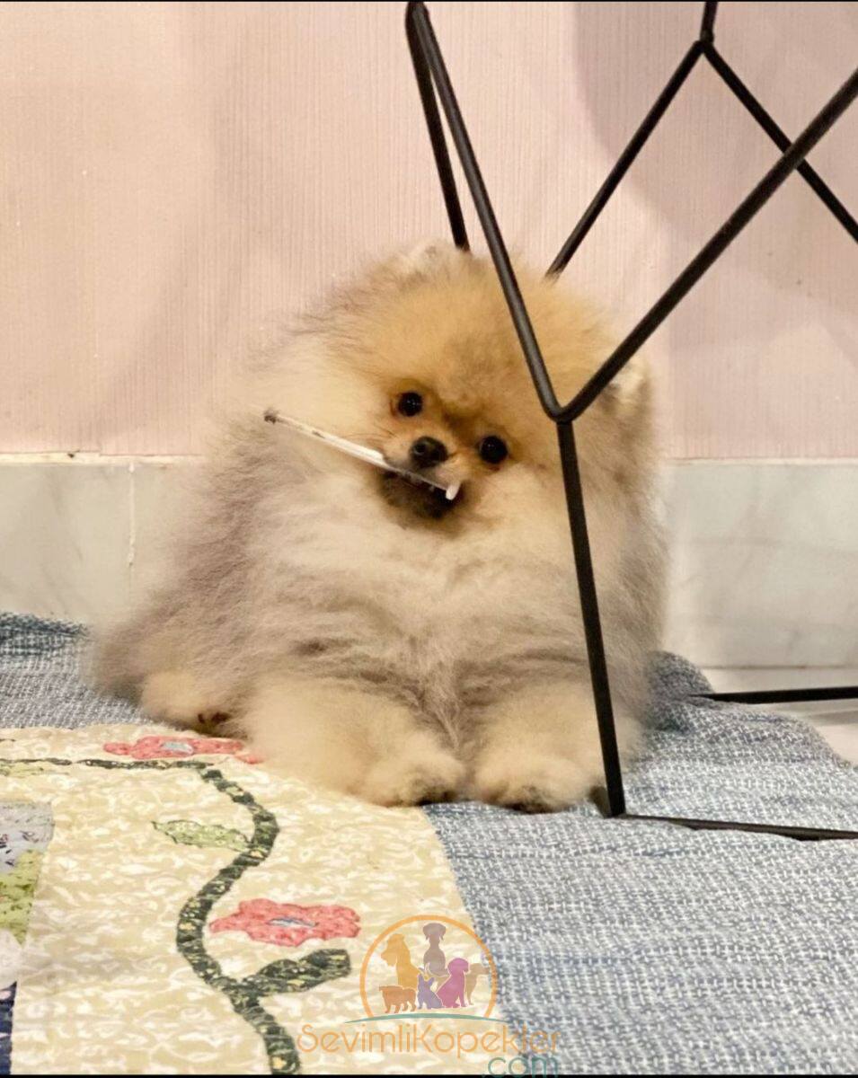 satılık Pomeranian üçüncü fotoğrafı