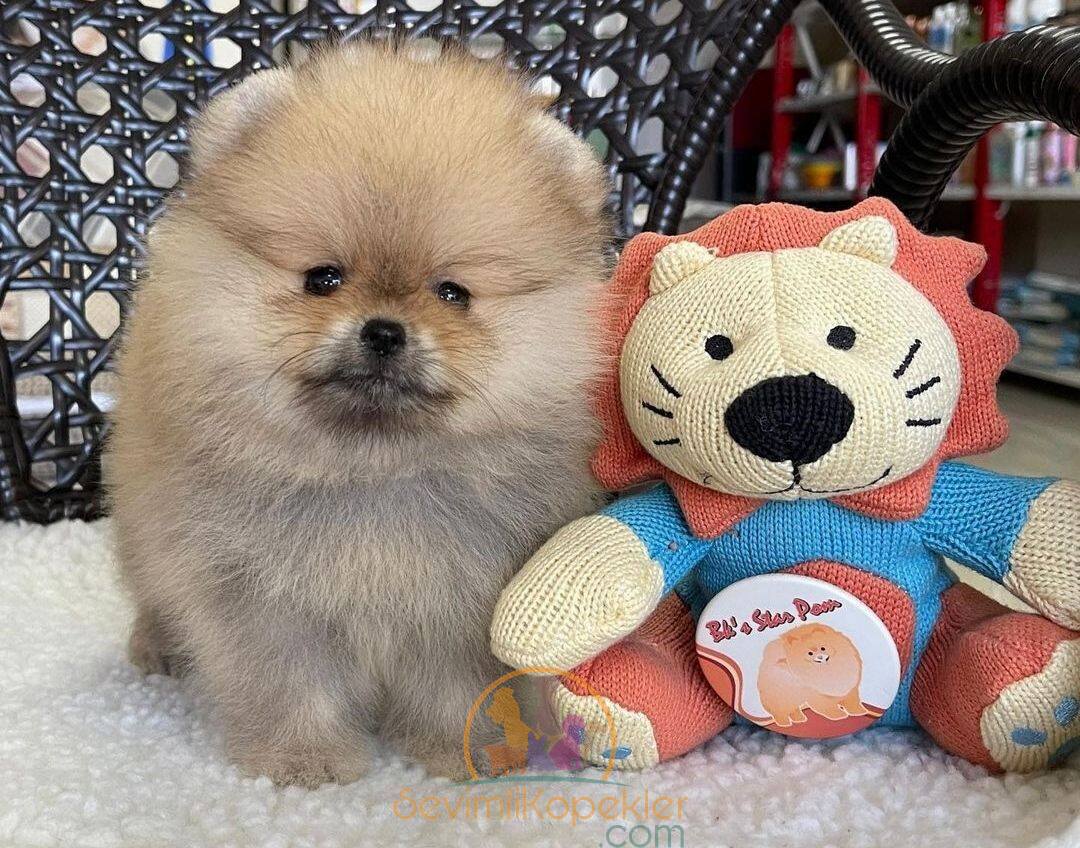 satılık Pomeranian üçüncü fotoğrafı