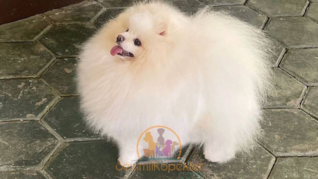 satılık Pomeranian fiyatı