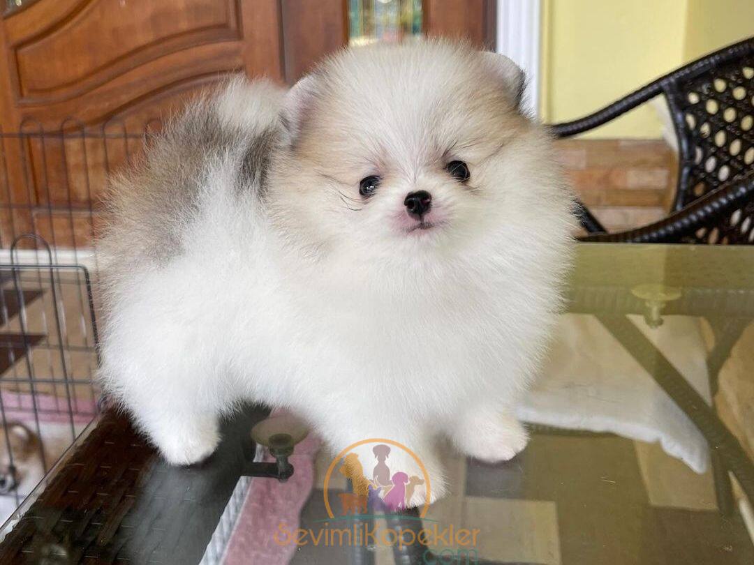 satılık Pomeranian ikinci fotoğrafı