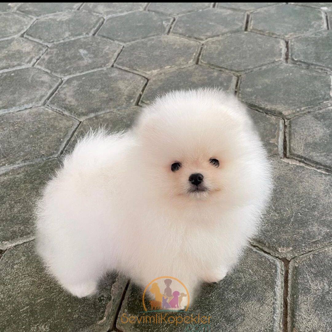 satılık Pomeranian üçüncü fotoğrafı