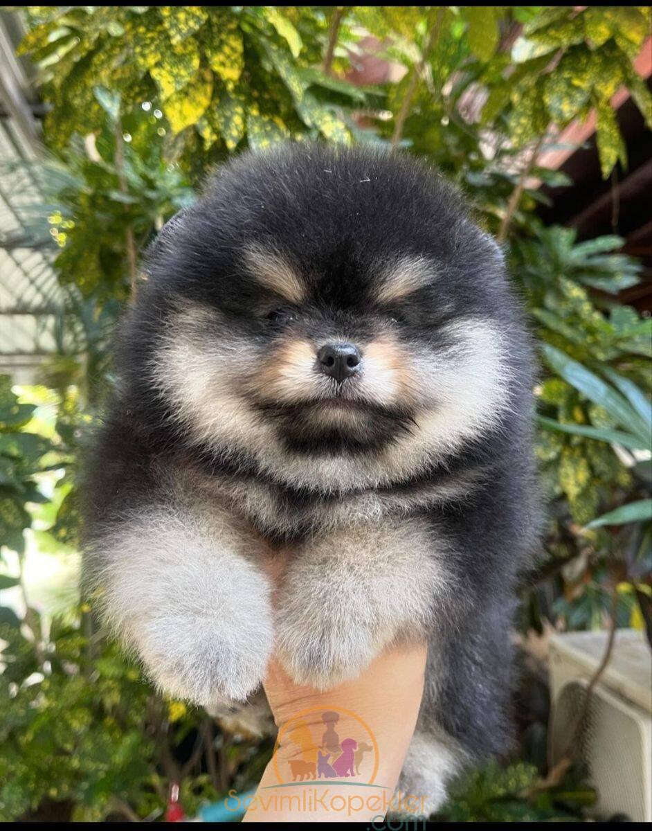 satılık Pomeranian üçüncü fotoğrafı