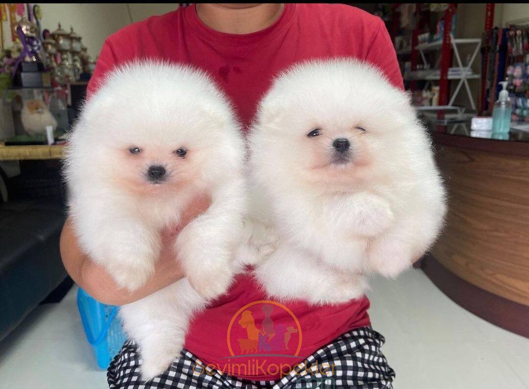 satılık Pomeranian ikinci fotoğrafı