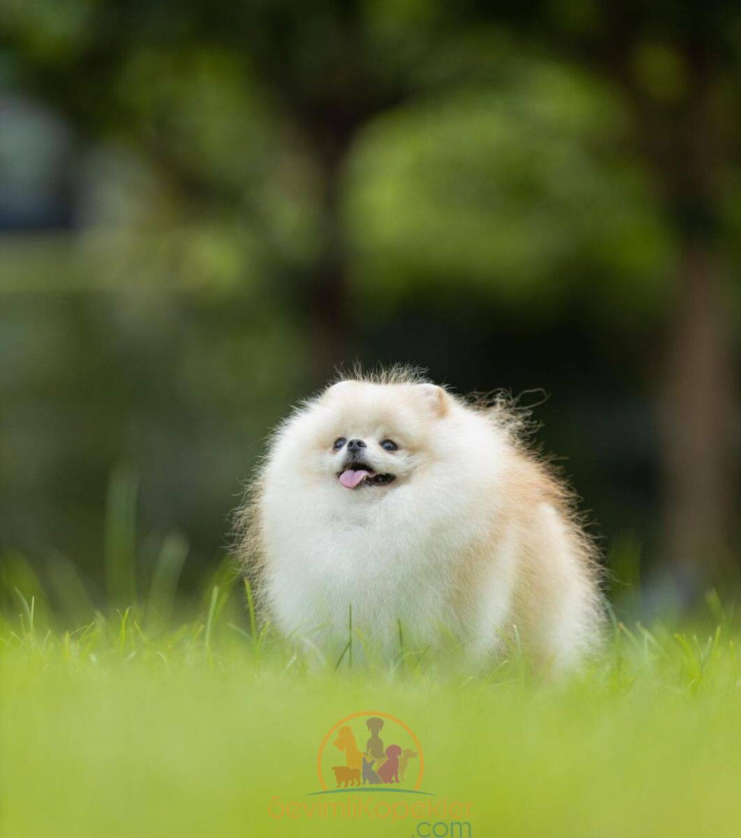 satılık Pomeranian üçüncü fotoğrafı